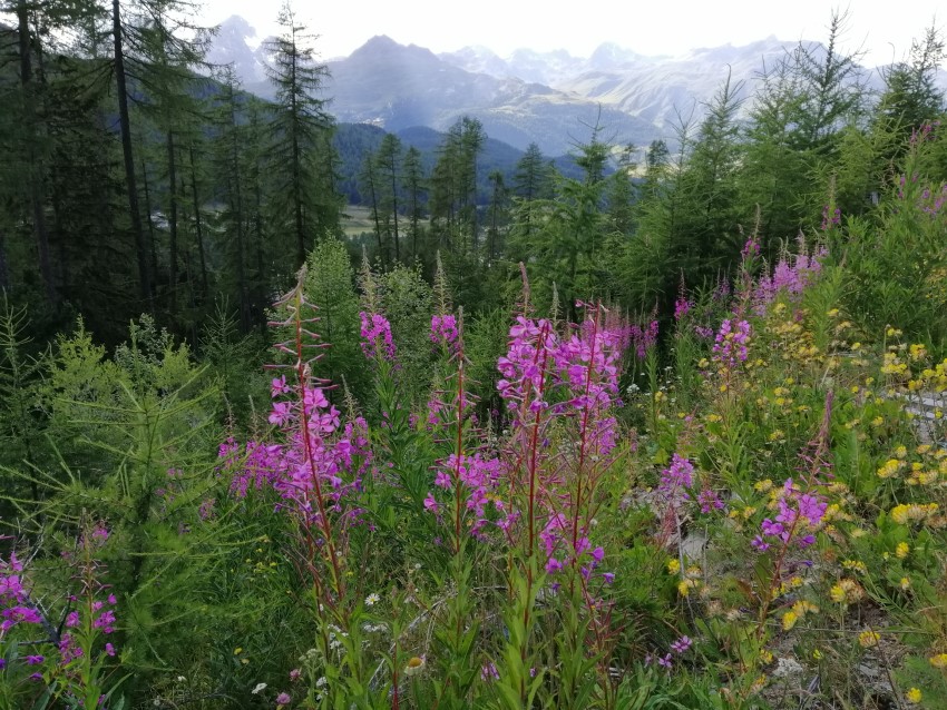 St. Moritz II 2020 wandern